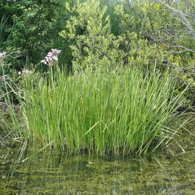 Image of flowering rush plant