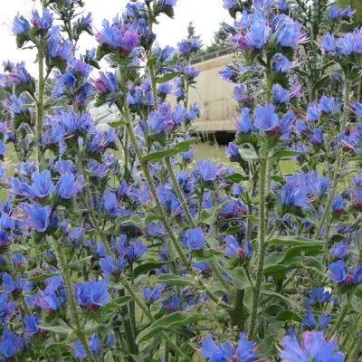 Image of Blueweed plant