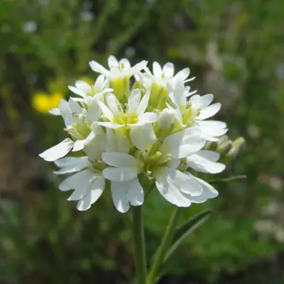 Image of hoary alyssum
