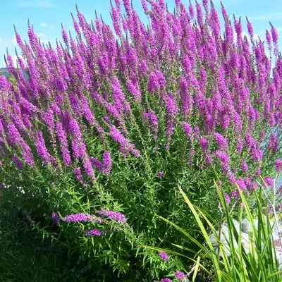 Image of Purple loosestrife plant