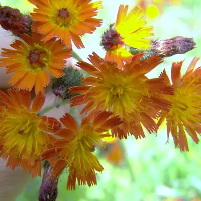 Image of orange hawkweed plant