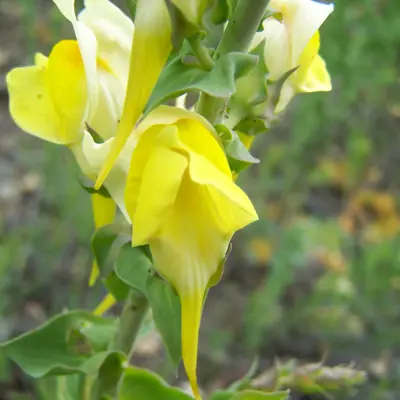 Image of dalmation toadflax plant