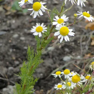 Image of Scentless chamomile plant