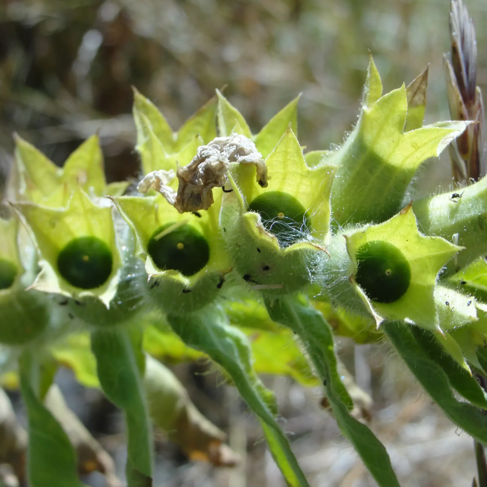 Black Henbane | Cariboo Regional District