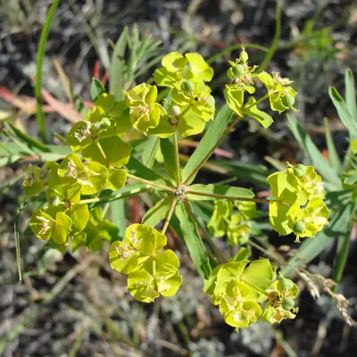 Image of leafy spurge plant
