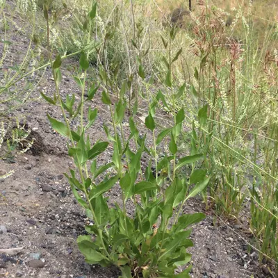 Image of Perennial Pepperweed plant