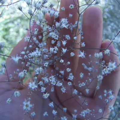 Image of Baby's Breath plant