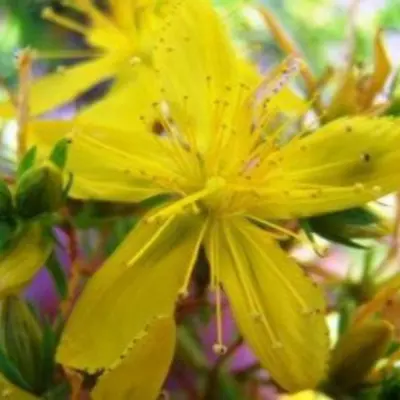 Image of St. John's wort plant