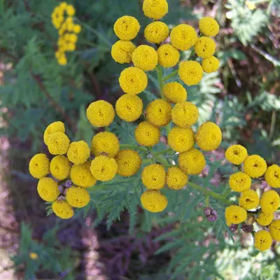 Image of common tansy plant