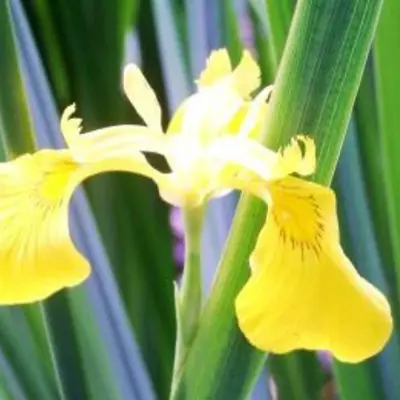 Image of yellow flag iris plant