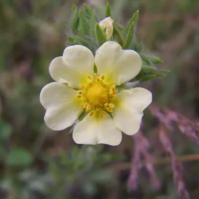 Image of sulphur cinquefoil