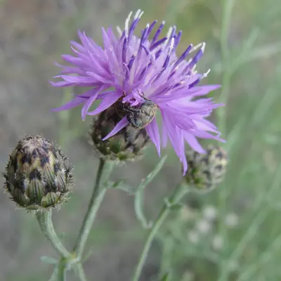 Image of spotted knapweed plant