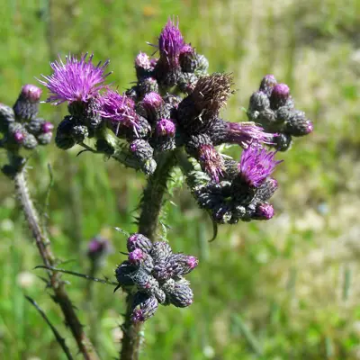 Image of marsh plume thistle plant