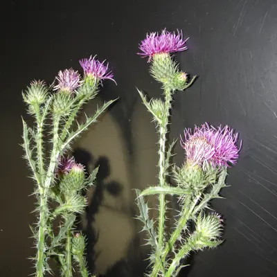 Image of Plumeless thistle