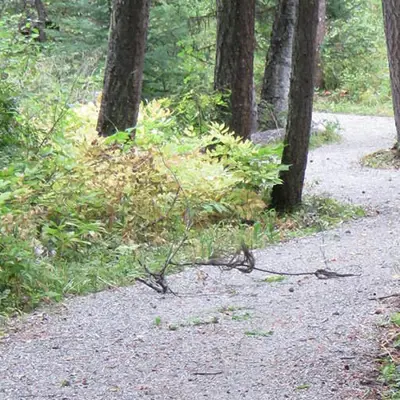 Claymine Low Mobility Trail