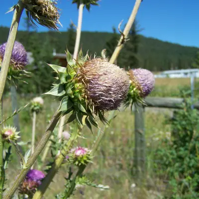 Image of nodding thistle plant