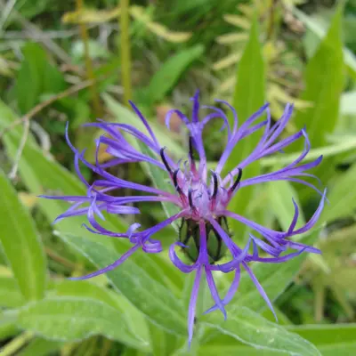 Image of mountain bluet plant
