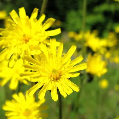 Image yellow hawkweed plant