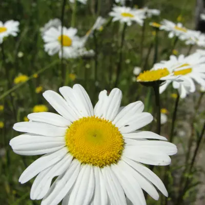 Image of oxeye daisy plant