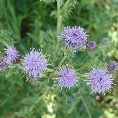 Image of Canada Thistle plant