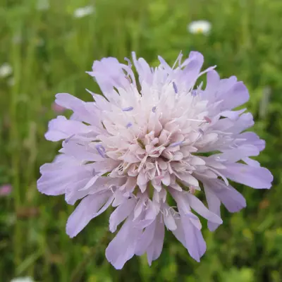 Image of field scabious plant