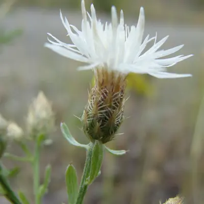 Image of diffuse knapweed plant
