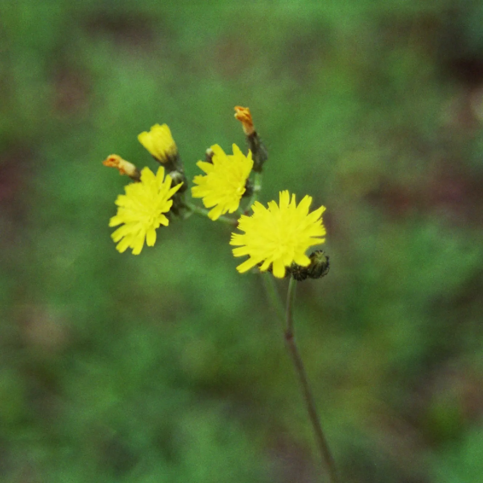 Yellow Hawkweed spp | Cariboo Regional District