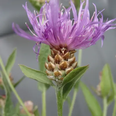 Image of meadow knapweed plant