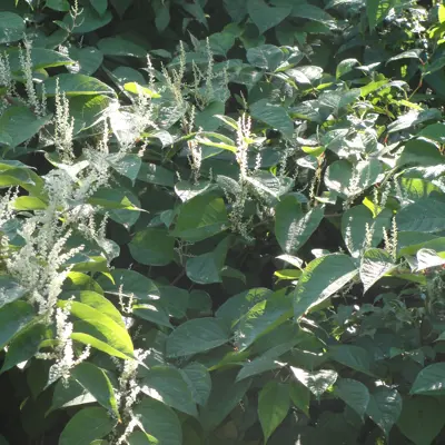 Image of Japanese Knotweed plant