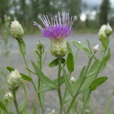 Image of Russian knapweed plant