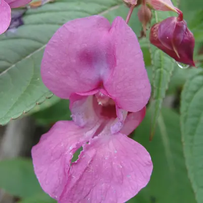 Image of himalayan balsam plant