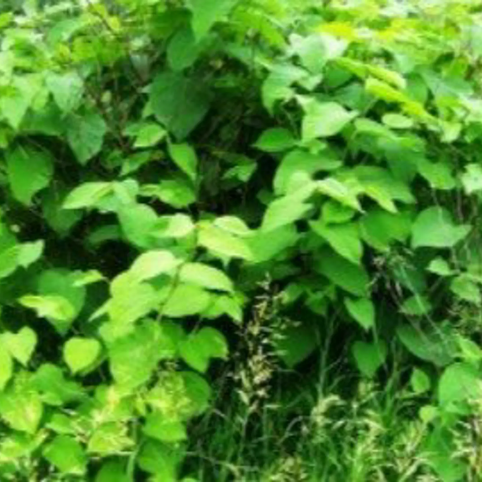 Knotweed spp. | Cariboo Regional District