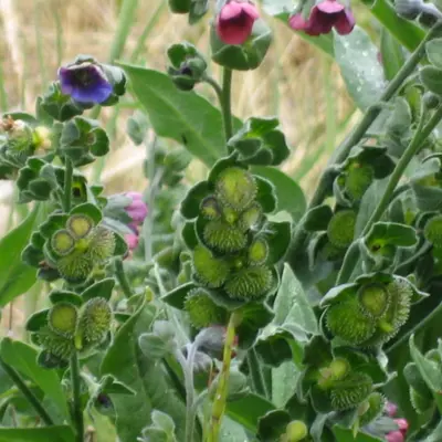 Image of hounds tongue plant