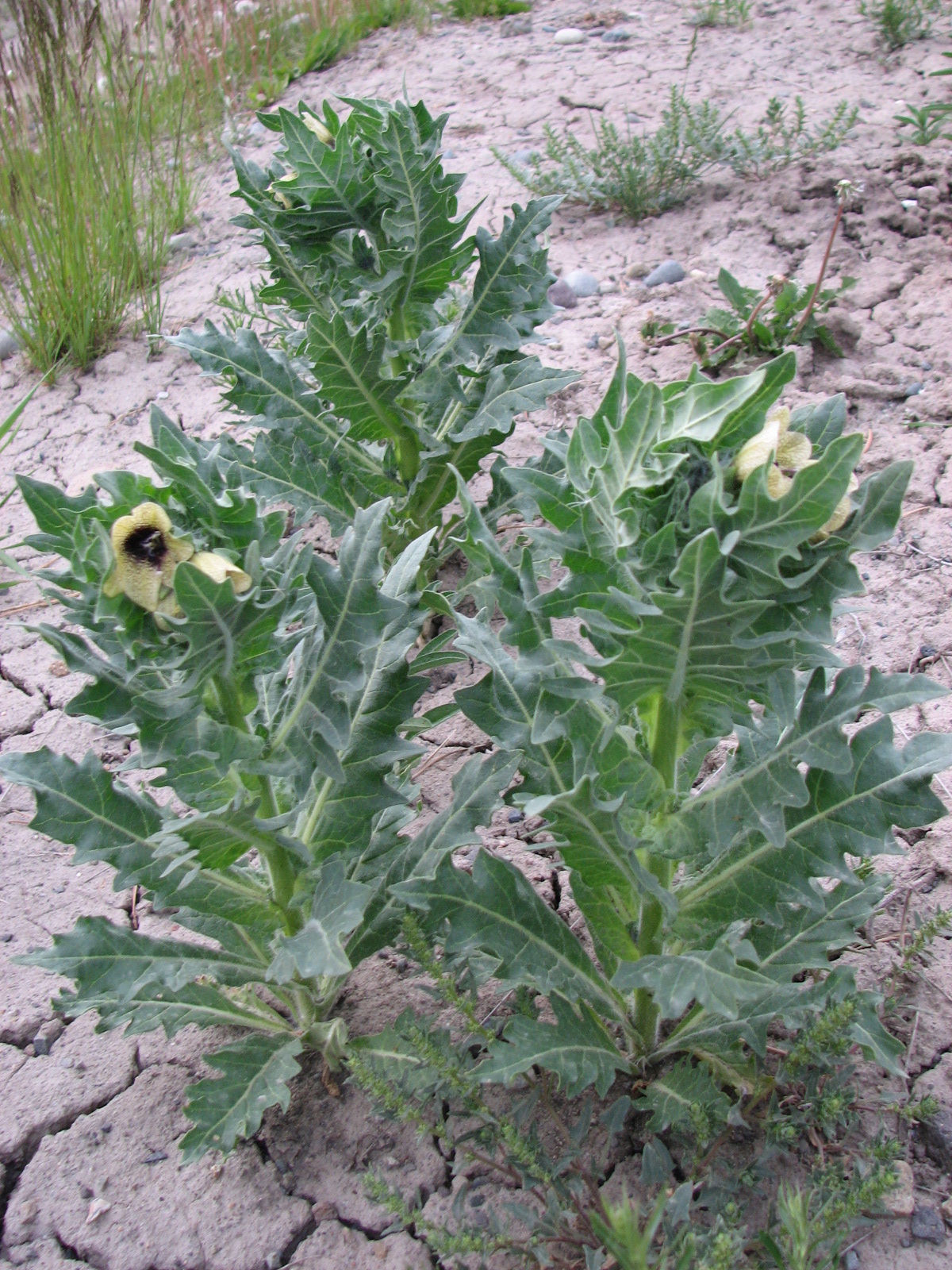 Image of Black Henbane plant