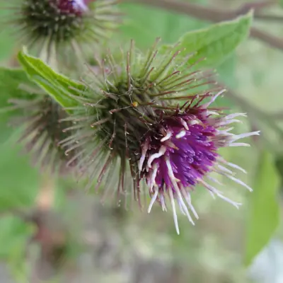 Image of burdock plant